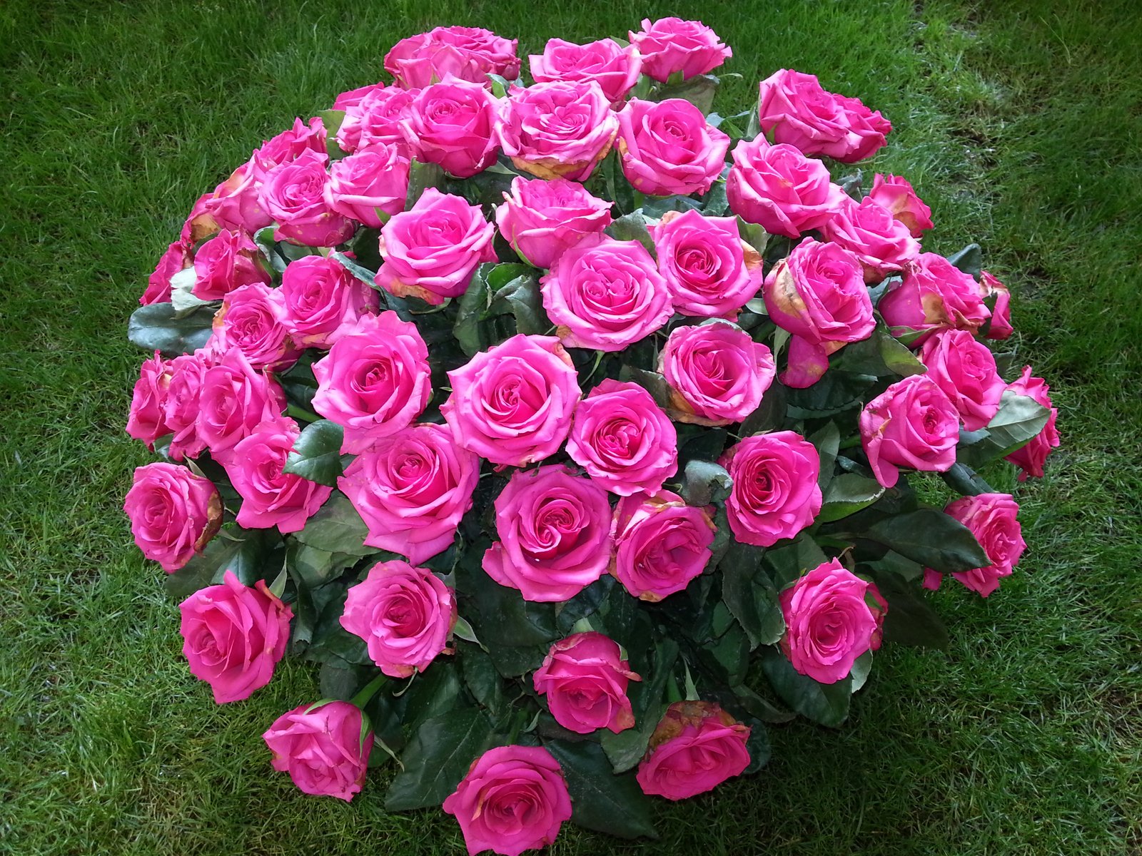 Roses de Grasse — ExpoRose